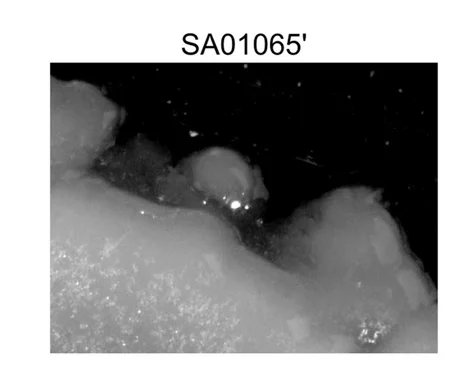 Open access visualization of Microscopy, Photo, Colony Expansion Assay, Mutant