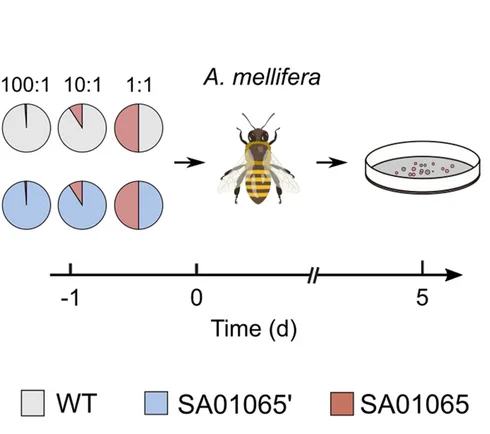 Open access visualization of Workflow, Pie Chart, In Vivo Competition Assay, Apis mellifera