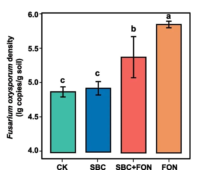 Open access visualization of Bar Plot, Error Bars, F. oxysporum, Rhizosphere, Treated Plants