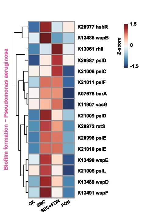 Open access visualization of Heatmap, Clustered, Functional Genes, Biofilm Formation, Pseudomonas aeruginosa