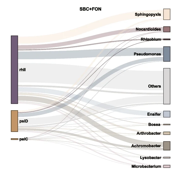 Open access visualization of Sankey, Genes, Biofilm Formation, Pseudomonas aeruginosa, SBC + FON