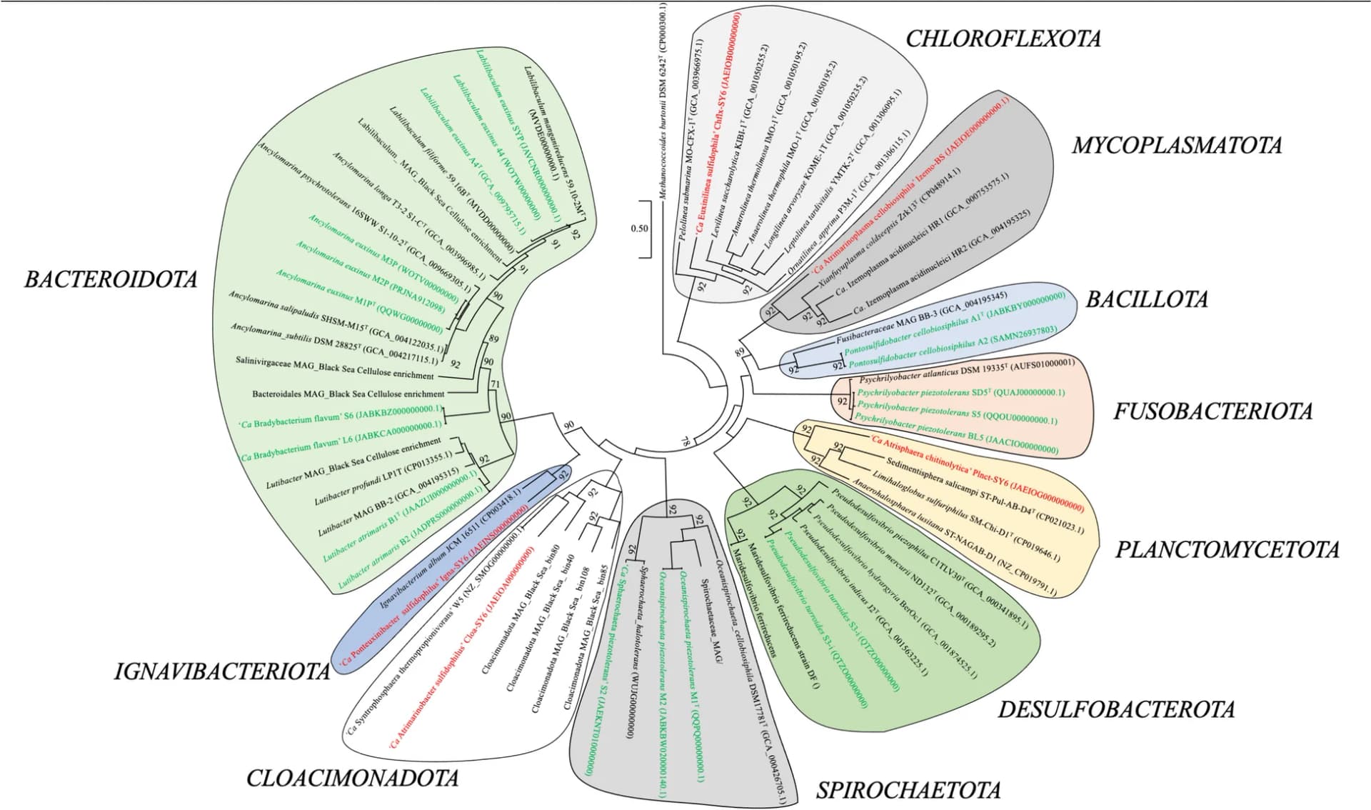 Open access visualization of Network, Phylogenomic Tree, Taxa, Deep Sulfidic Waters, Black Sea