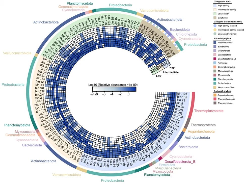 Open access visualization of Heatmap, MAGs, Relative Abundance, Salinity, Phylum
