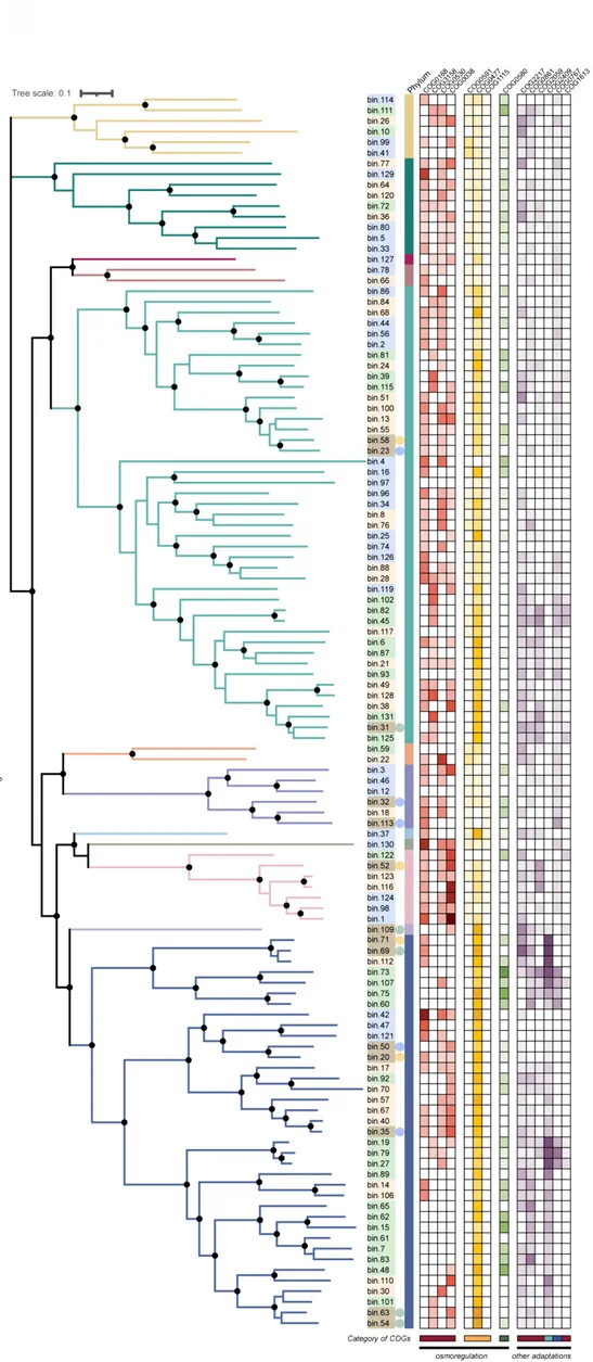 Open access visualization of Network, Pathway, Heatmap, COG, Bacterial MAGs