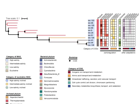 Open access visualization of Heatmap, Line Plot, COG, Bacterial MAGs, Archaeal MAGs