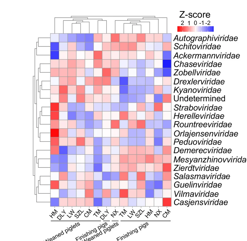Open access visualization of Heatmap, Clustered, Heatmap Analysis, Gut Phages, Family Level