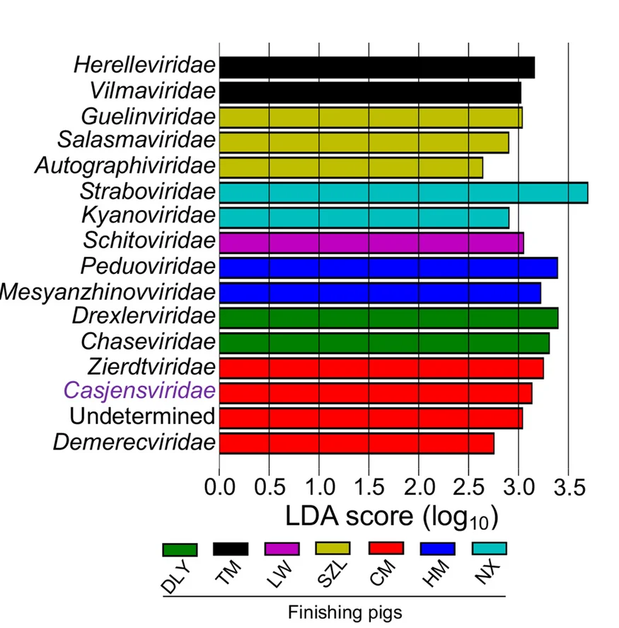 Open access visualization of Bar Plot, LEfSe Analysis, Gut Phages, Finishing Pigs