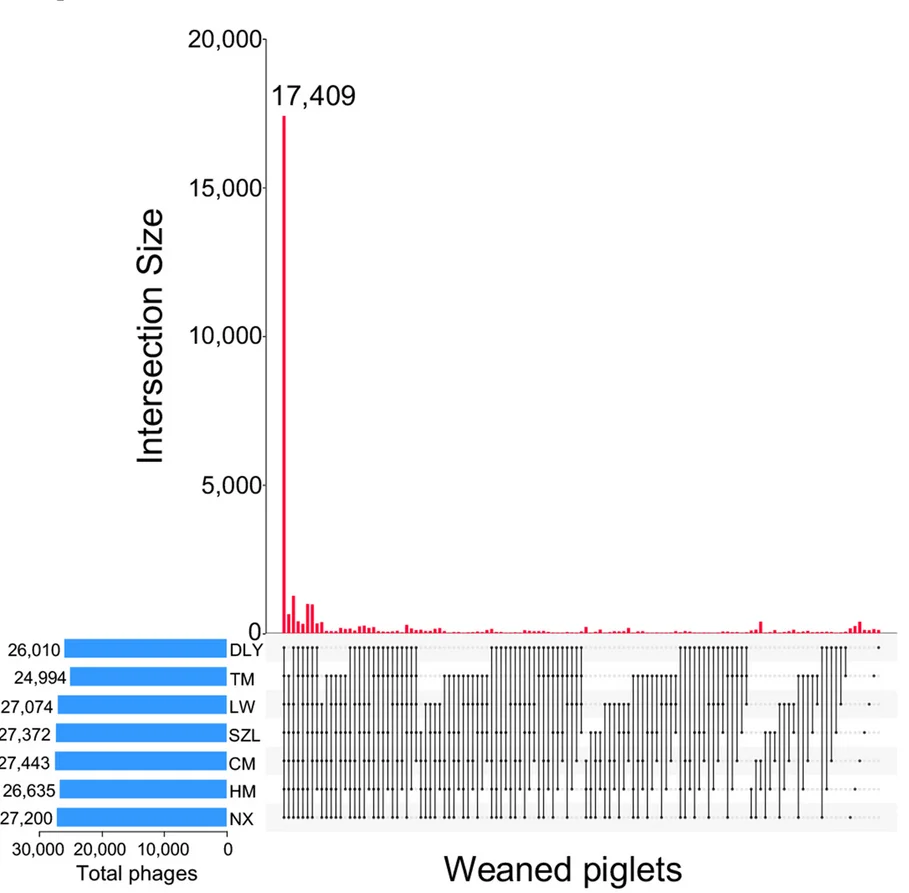 Open access visualization of Bar Plot, UpSet, Gut Phages, Pig Breeds, Weaned Piglets