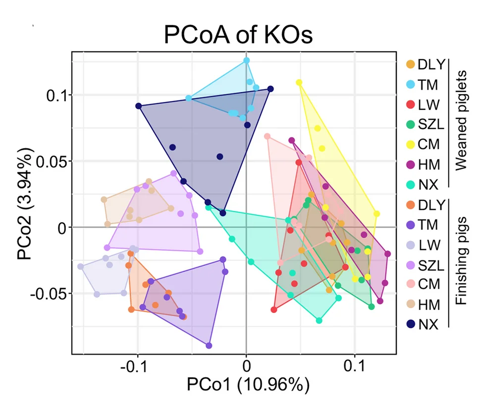 Open access visualization of Scatter Plot, PCA, PCoA, KOs, Gut Phages