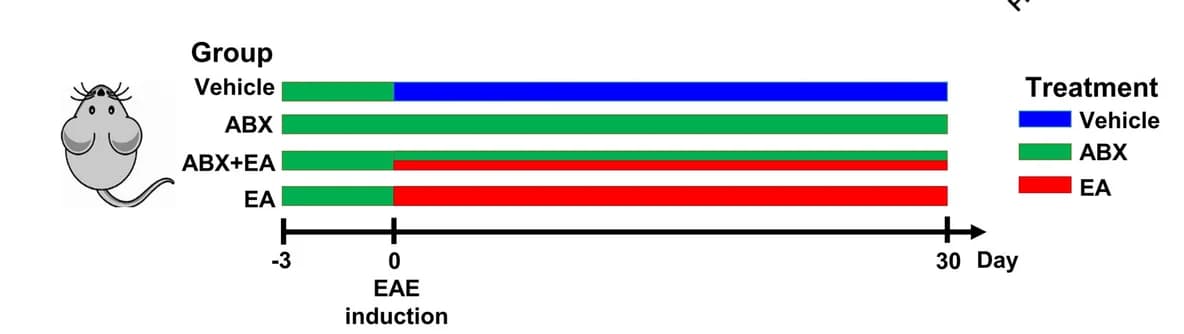 Open access visualization of Bar Plot, Antibiotic Depletion, Gut Microbiota, EA Treatment, EAE