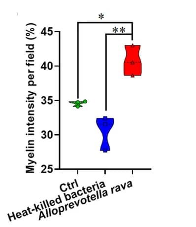 Open access visualization of Violin Plot, Scatter Plot, Statistical Analysis, Myelin Sheaths, EAE Mice