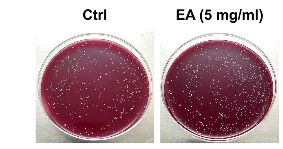 Open access visualization of Photo, EA, Alloprevotella Rava, Th17 Polarization, Protein Acetylation
