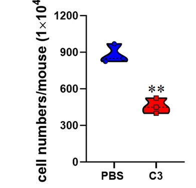 Open access visualization of Violin Plot, MNCs, CNS
