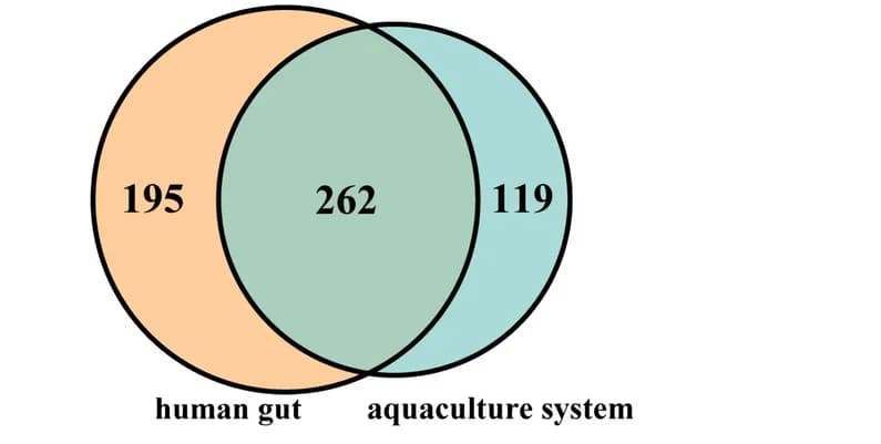 Open access visualization of Venn Diagram, ARGs, Human Gut, Aquaculture System