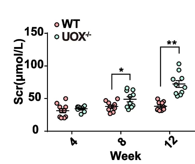Open access visualization of Scatter Plot, SCR Levels, UOX Rats, WT Rats