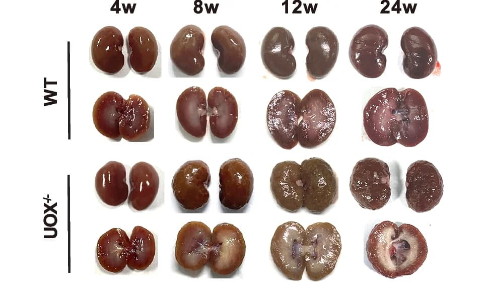 Open access visualization of Photo, Kidney Morphology, UOX Rats, WT Rats