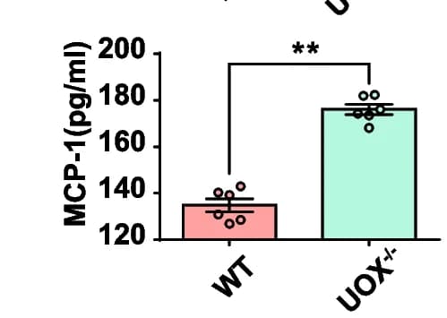 Open access visualization of Bar Plot, Error Bars, Inflammatory Cytokine Levels, Serum, MCP-1