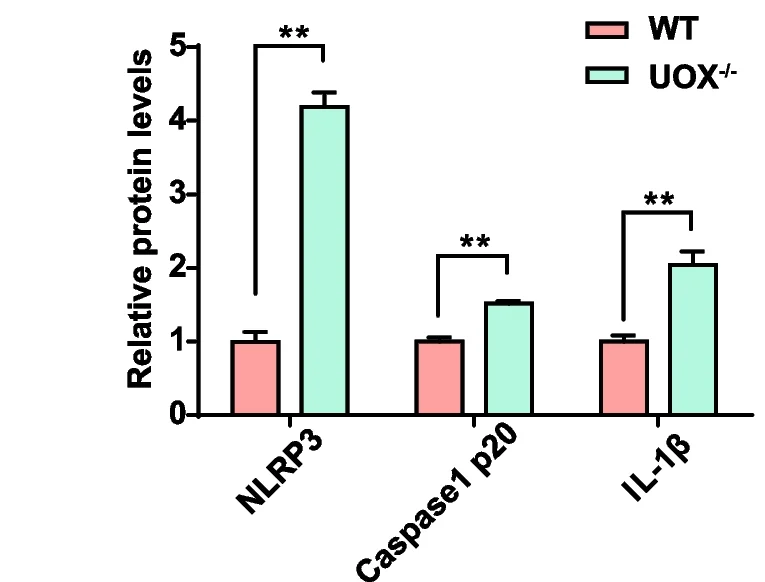 Open access visualization of Bar Plot, Error Bars, Clustered, Expression, Quantification