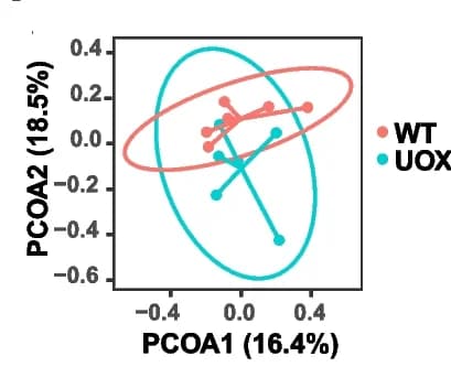 Open access visualization of Scatter Plot, PCA, PCoA Analysis, Bray-Curtis Distances, WT Rats
