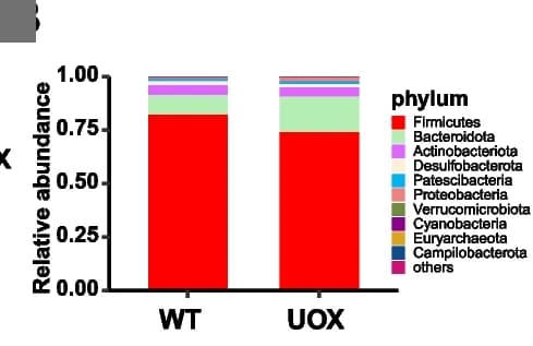 Open access visualization of Stacked Bar Plot, Relative Abundance Profiles, Phylum Level