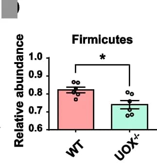 Open access visualization of Bar Plot, Error Bars, Relative Abundance Profiles, Phylum Level