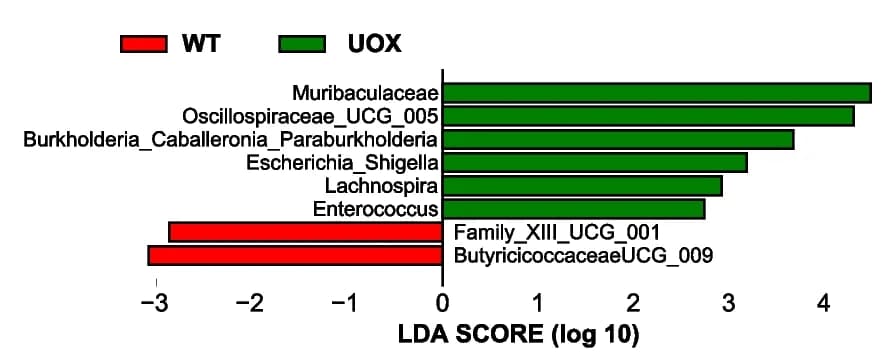 Open access visualization of Bar Plot, Linear Discriminant Analysis, LDA Scores, Differentially Abundant Taxa, Gut Microbiota