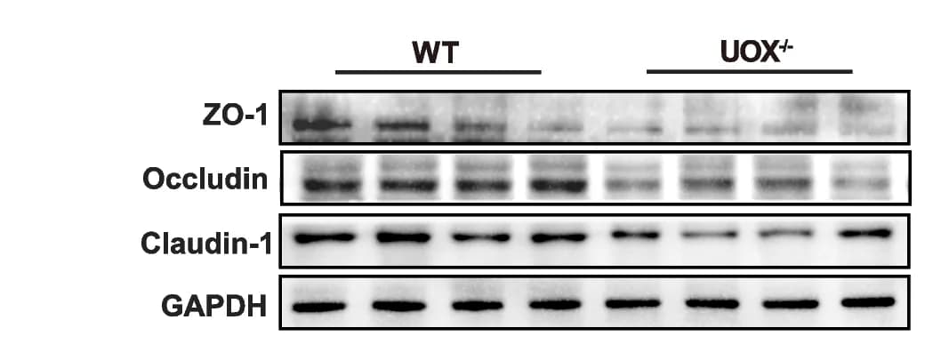Open access visualization of Gel, Tight Junction Proteins, Colon, Rats