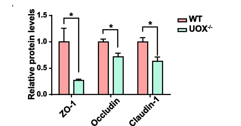 Open access visualization of Bar Plot, Error Bars, Clustered, Tight Junction Proteins, Colon