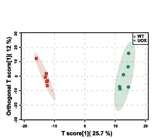Open access visualization of Scatter Plot, PCA, OPLS-DA Model, Metabolic Profiles, Kidney Samples