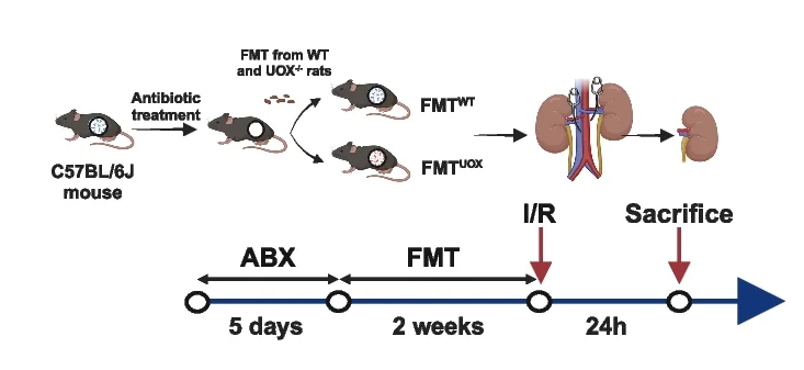 Open access visualization of Workflow, FMT, I/R, WT, UOX -/- Rats