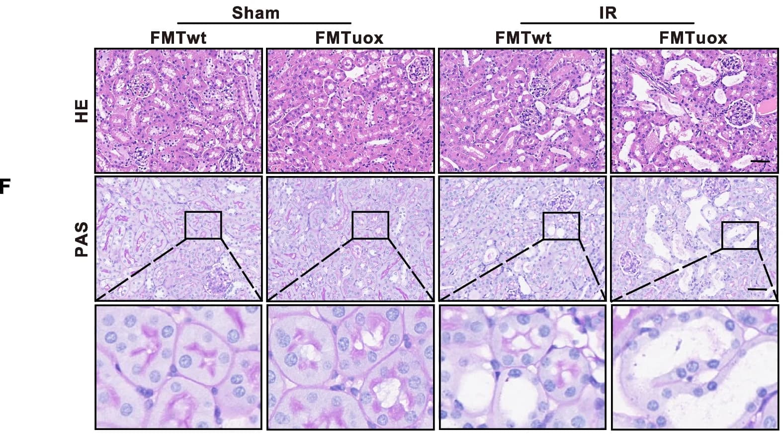 Open access visualization of Microscopy, H&E Staining, Kidneys, Recipient Mice