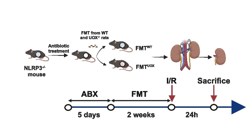 Open access visualization of Workflow, Illustration, Fecal Microbiota Transplantation, Wild-Type Rats, UOX Knockout Rats