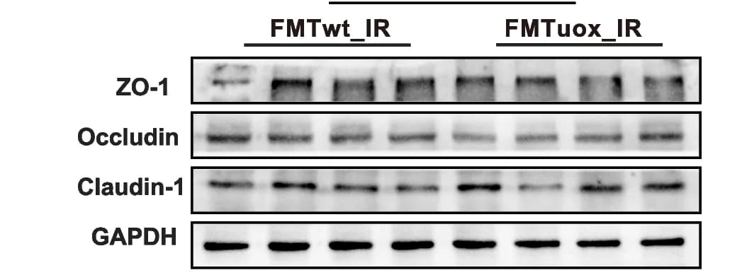 Open access visualization of Gel, ZO-1, Occludin, Claudin-1, Tight Junction Proteins