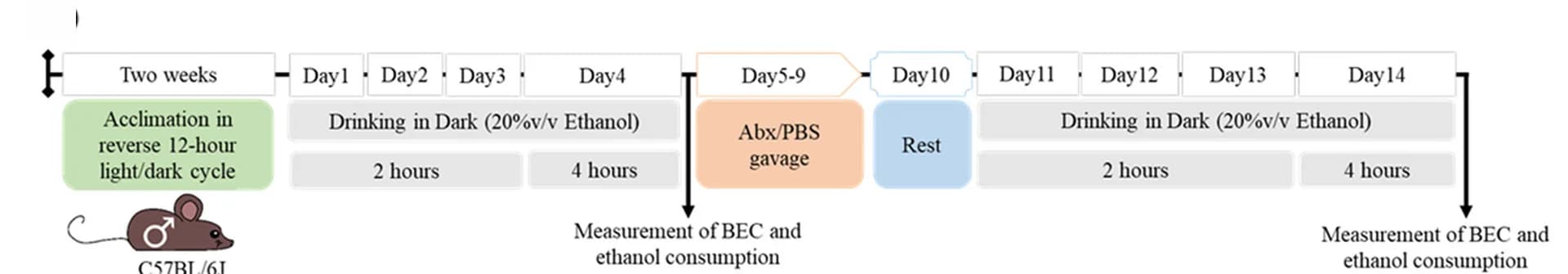 Open access visualization of Workflow, Flowchart, DID Paradigm, Antibiotics Treatment, Ethanol Consumption