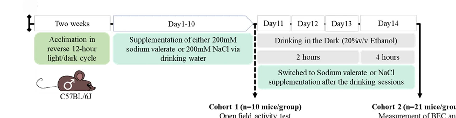Open access visualization of Workflow, Flowchart, Illustration, Sodium Valerate, NaCl Supplementation