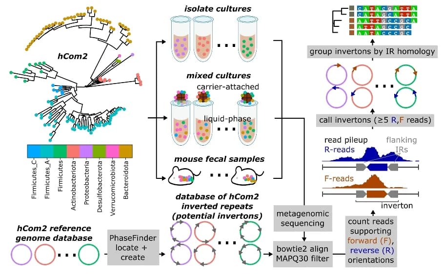 Open access visualization of Workflow, Flowchart, Inverton, Metagenomic Sequencing, Short-read Sequencing