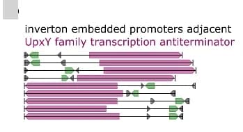 Open access visualization of Illustration, Genome Diagram, UpxY Family Transcription Antiterminator Genes, Invertons, Bacteroides Promoter Motif
