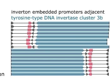 Open access visualization of Illustration, Genome Diagram, Tyrosine-Type DNA Invertase Cluster 3b Genes, Invertons, Bacteroides Promoter Motif