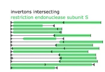 Open access visualization of Illustration, Genome Diagram, Restriction Endonuclease Subunit S Genes, Invertons, Coding Sequences