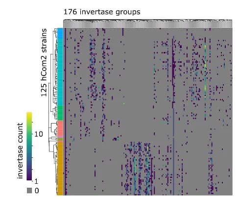 Open access visualization of Heatmap, Clustered, Invertase, hCom2 Strain, Phylogeny