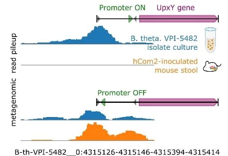 Open access visualization of Line Plot, Density Plot, Inverton, Bacteroides Thetaiotaomicron, Read Counts