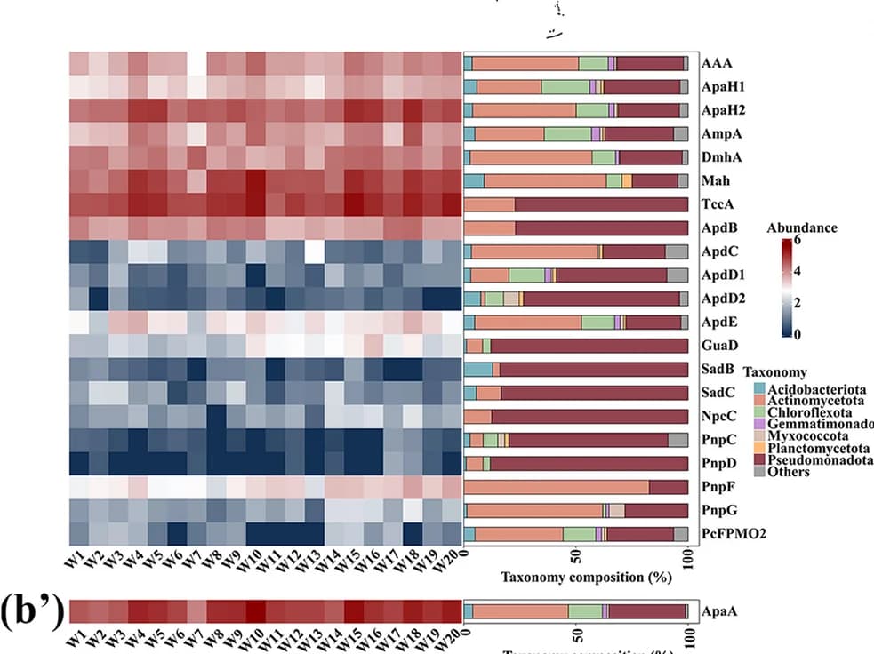Open access visualization of Heatmap, Stacked Bar Plot, APAP Degradation Enzymes, Taxonomic Composition, Enzyme Abundance