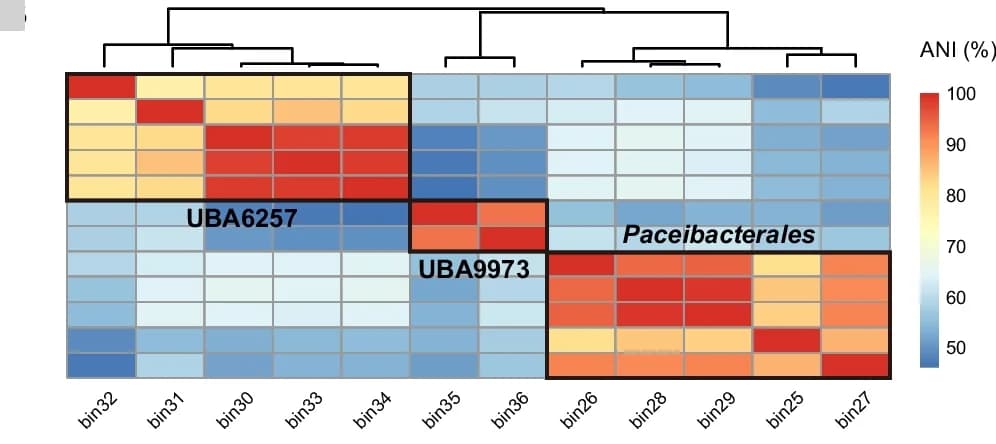 Open access visualization of Heatmap, Clustered, Nucleotide Identity, CPR MAGs