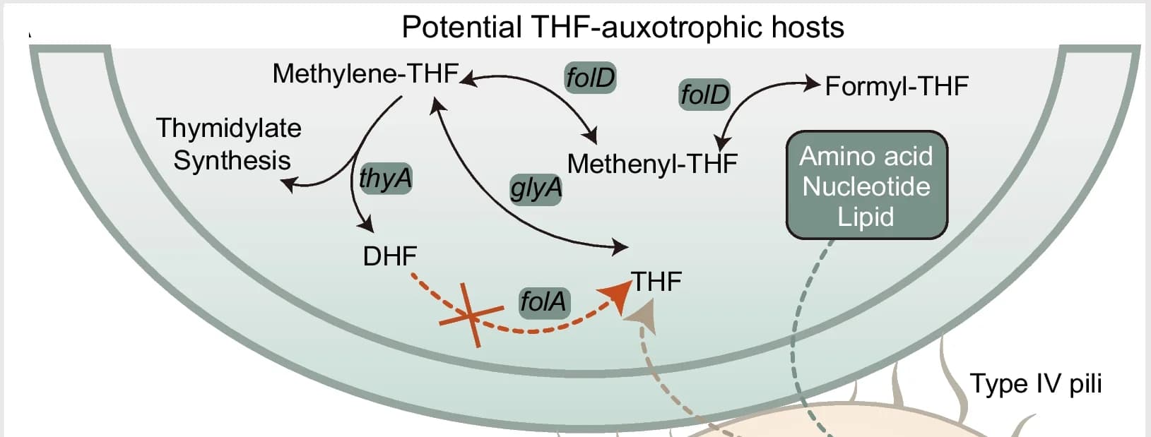Open access visualization of Workflow, Illustration, CPR Species, THF-auxotrophic Microbial Hosts, THF Exchange