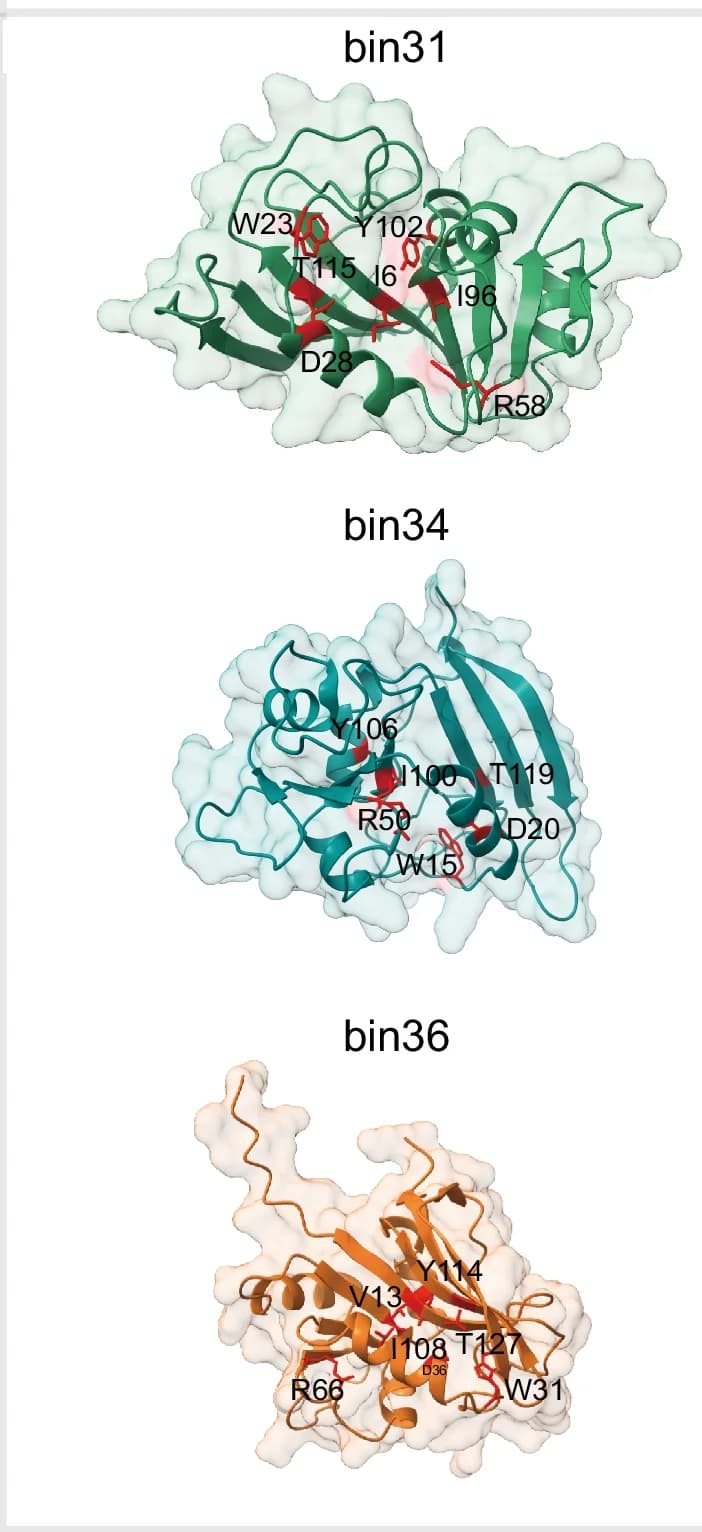 Open access visualization of Protein Structure, CPR DHFRs, folA genes, Alphafold2, Folate-binding sites