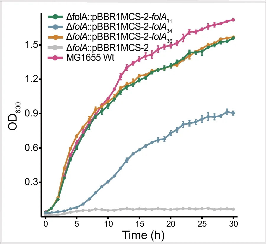 Open access visualization of Line Plot, Error Bars, Growth Curves, E. coli MG1655, folA mutant