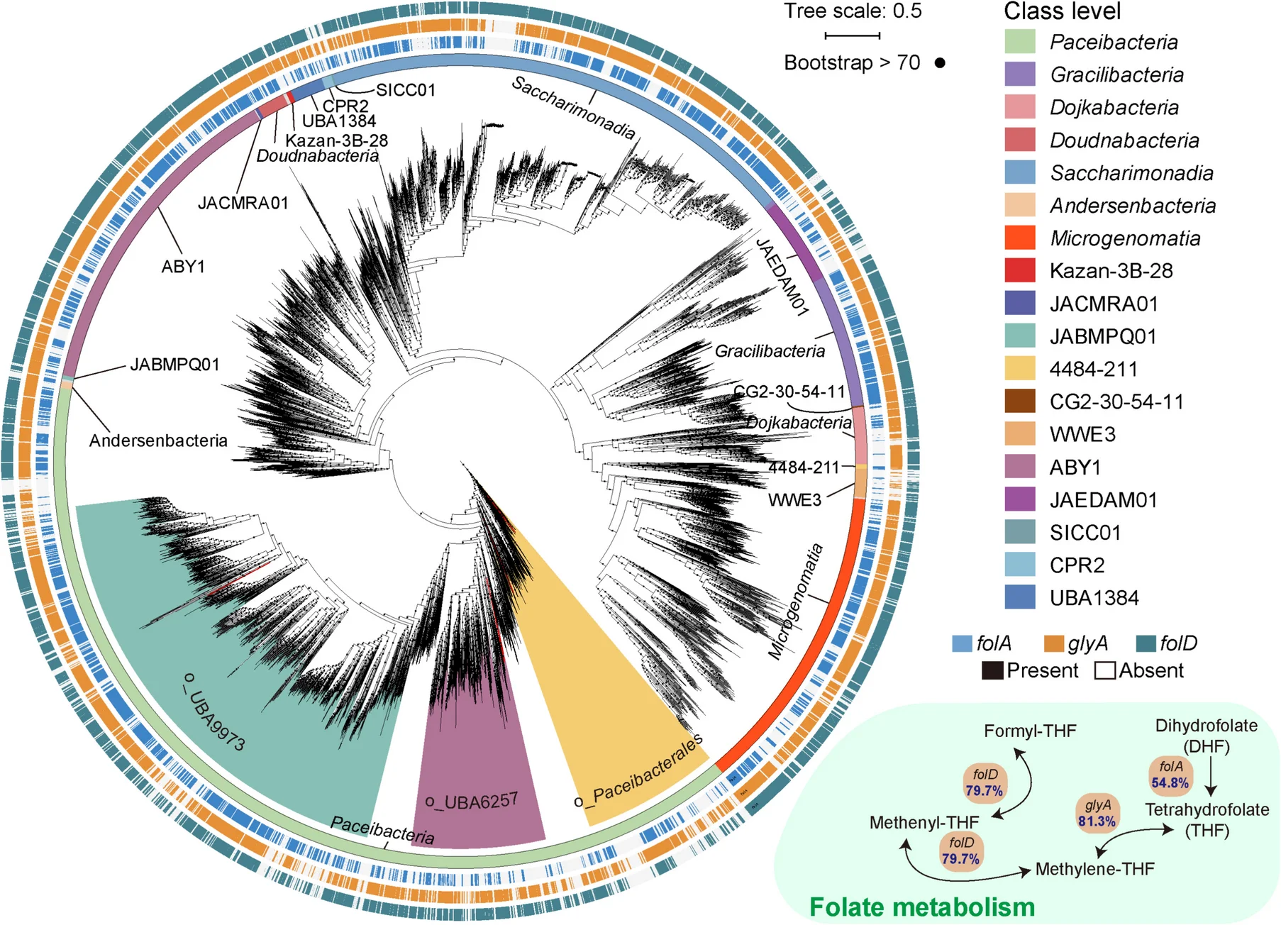 Open access visualization of Network, Pathway, CPR Superphylum, Phylogenomic Tree, Folate Cofactor Metabolism