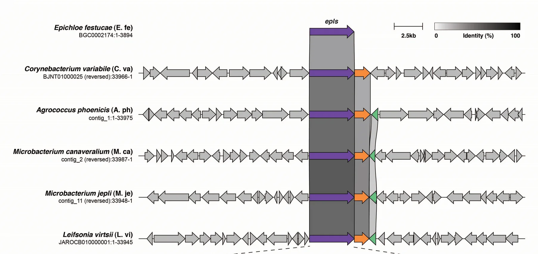 Open access visualization of Workflow, Illustration, Gene Cluster, Epichloe festucae, Corynebacterium variabile