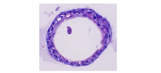 Open access visualization of Microscopy, H&E Staining, PNOs, Paraffin Embedding