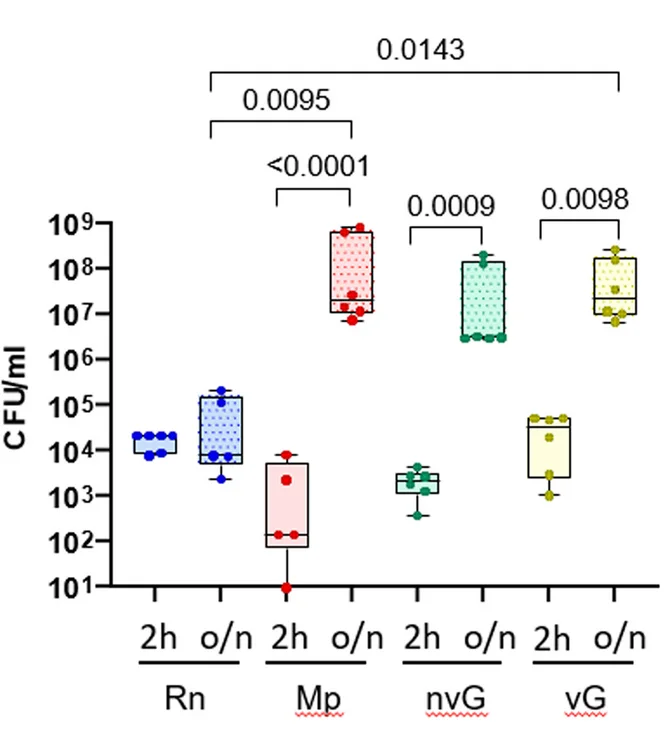 Open access visualization of Box Plot, Scatter Plot, Bacteria, Porcine Nasal Organoids, R. nasimurium